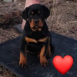 Meet your Posher, Heidi